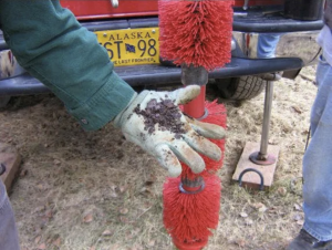 A gloved hand holds soil in front of a red pipe cleaning brush tool, with an Alaska license plate on a vehicle visible in the background.